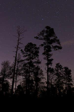Stars shining brightly behind a stand of trees in North Carolinaの写真素材
