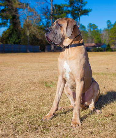 Brown purebred male Great Dane sitting on a fieldの写真素材