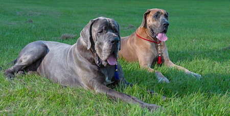 Two Great Dane purebreds resting on green grassの写真素材