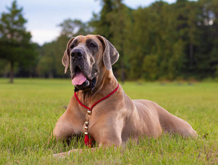 Great Dane purebred laying on grass surrounded by treesの写真素材