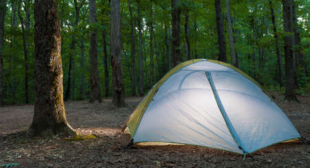 Light from a tent illuminating a nearby treeの写真素材