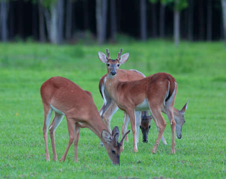 Whitetail deer herd with a buck keeping watch while others eatの写真素材