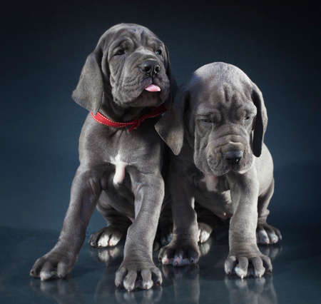 Purebred Great Dane puppies not happy about having their picture takenの写真素材