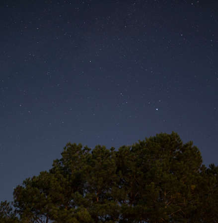 Moonlight on a pine tree near Raeford NC with stars shining behindの写真素材