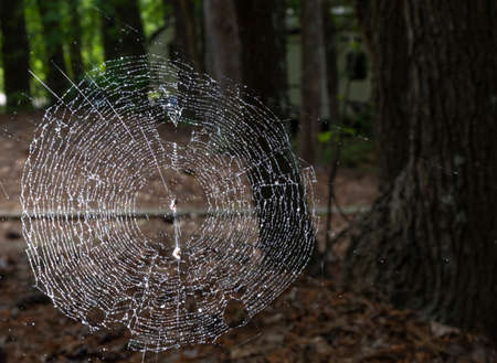 RV behind a bright spider web at a campsiteの写真素材