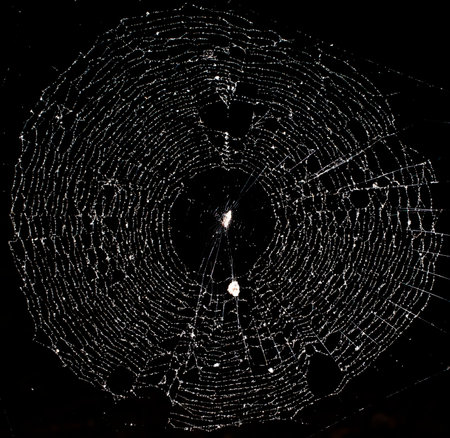 White spiderweb on a black background with dead bugs