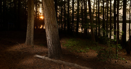 Sunset through the trees over Jordan Lake in North Carolina