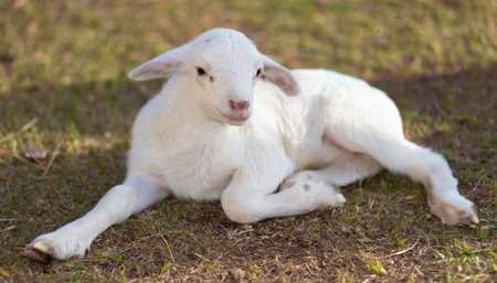 Bright white and young katahdin sheep lamb resting on some grassの写真素材