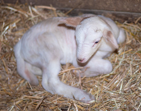 Katahdin sheep lamb only a few hours old resting on a bed of hayの写真素材