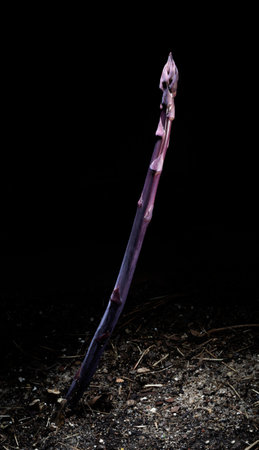 Single purple passion asparagus spear growing in the garden with a black backgroundの写真素材