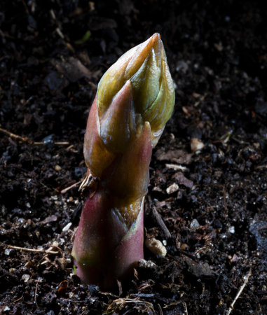 Purple passion asparagus just beginning to bud out in a gardenの写真素材