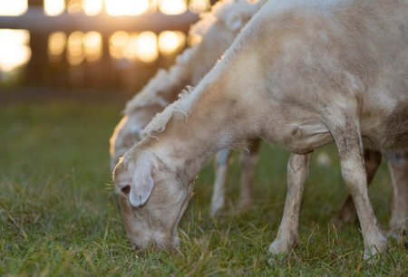Sun going down behind two Katahdin sheep ewes grazing on early spring grass and shedding their hairの写真素材