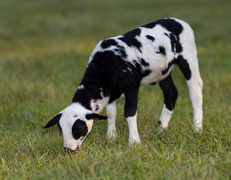 Black and white spotted sheep lamb eating grass on a green summer pastureの写真素材