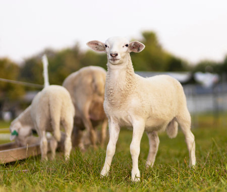 Proud white Katahdin sheep lamb standing on a green fieldの写真素材
