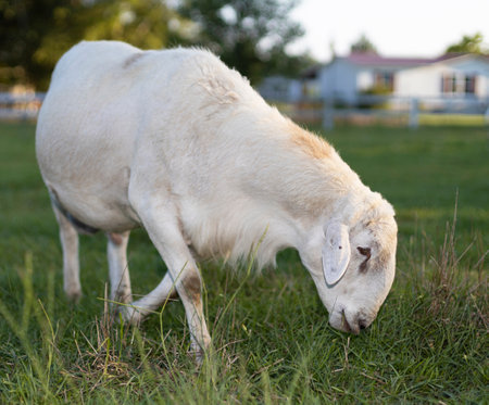 Full grown Katahdin sheep ram in North Carolina browsing for some grass to eatの写真素材