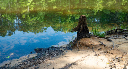 Sandy shore with an old tree stump and thick forest reflecting on the calm lake's waterの写真素材