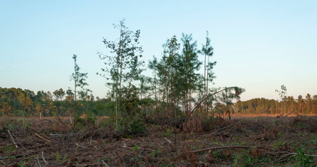 Clear cut logging operation that has claimed all of the trees except a group of young ones in the...