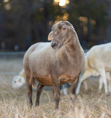 Full grown Katahdin sheep ewe that is brown giving the camera a loving look as the sun sets behind.の写真素材