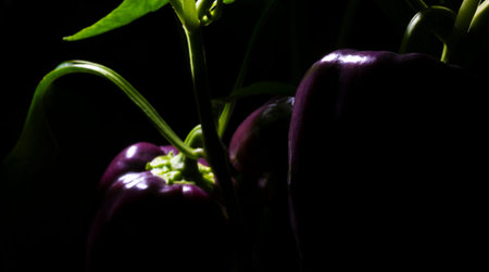 Small garden after darkness has falled with ripe purple bell peppers still on the plant