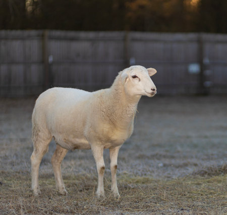 Sun coming up behind a paddock fence with a white Katahdin sheep ewe wearing frost on its back in the foreground.の写真素材