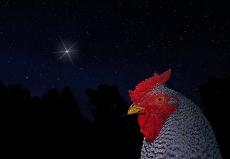 Christmas star rising above a silhouetted forest with a Dominique chicken rooster in the foreground.