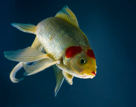 Colorful oranda fish with white and gold color swimming in an aquarium with a dark blue background...