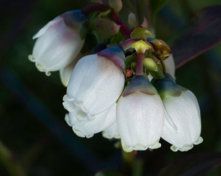 Macro shot of blueberry flowers just opening in the early spring near Raeford North Carolina.の写真素材