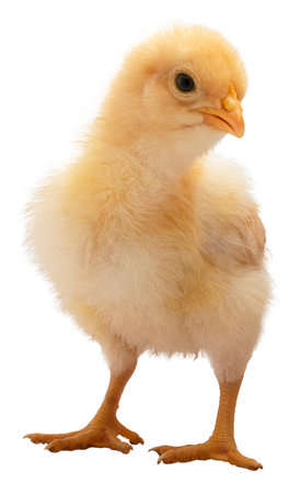 Smirk or smile on the beak of a young buff Orpington chicken chick that is bright gold and young isolated in a studio shot.の写真素材
