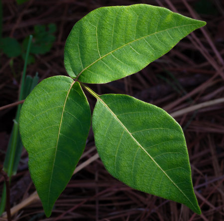 Bright three leaves on a poison ivy plant growing on a forest floor covered in pine needles.の写真素材