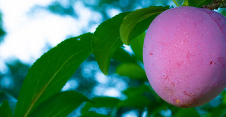 Ripe red and purple plum on the tree with copy space to the left in the blue sky and leaves.の写真素材