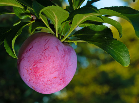 Gold and yellow light on the orchard behind a red plum on the tree that is finally ripe.の写真素材
