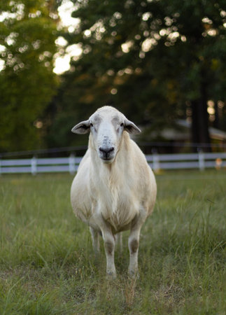 Large white Katahdin sheep ram looking at the camera from a grassy field as the sun is below the trees behind.の写真素材