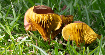 Colorful yellow and orange mushrooms that have come up between the lawn's tall grass.
