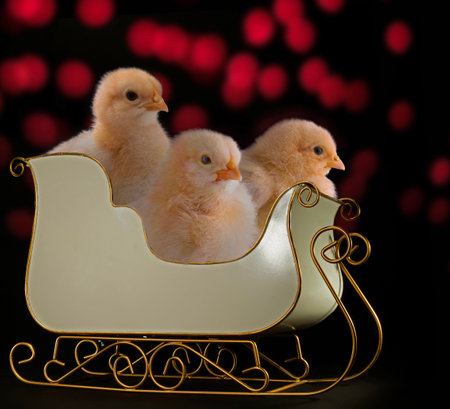 Yellow chicken chicks in a white ornamental sleigh with red Christmas lights glowing behind on a dark background.の写真素材