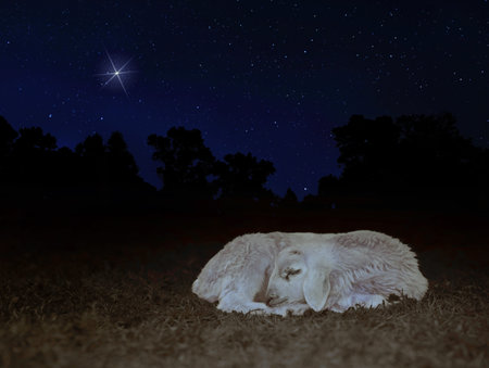 Star filled night sky for Christmas with one shining brightest with a white sheep lamb sleeping on...