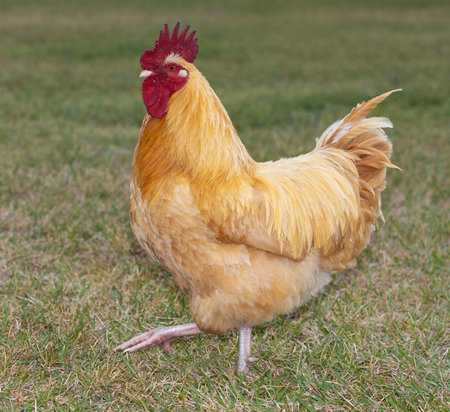 Gold colored buff Orpington chicken rooster that free ranges strutting across a grassy field.の写真素材