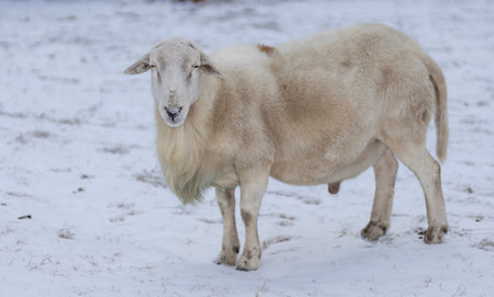 Large Katahdin sheep ram with white hair standing on a winter snow in his paddock in North Carolina.