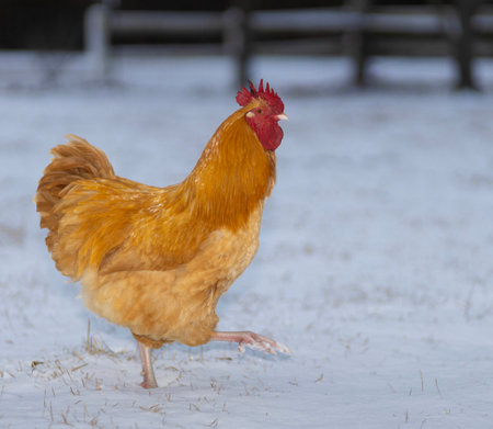 Buff Orpington chicken rooster that free ranges walking across its snow covered pasture in North Carolina.の写真素材
