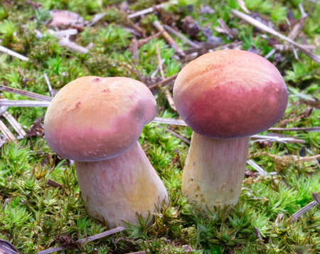Two bright colored toadstools on green ground with the sun hitting them from the back.の写真素材