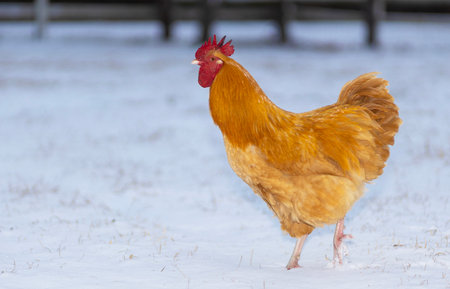 Bright gold and orange chicken rooster walking across the snow covered pasture it lives on in North Carolina.の写真素材