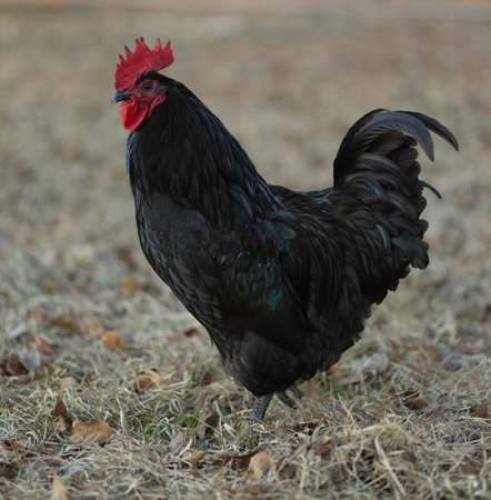 Male Autralorp rooster free ranging on a grassy field in the winter.の写真素材