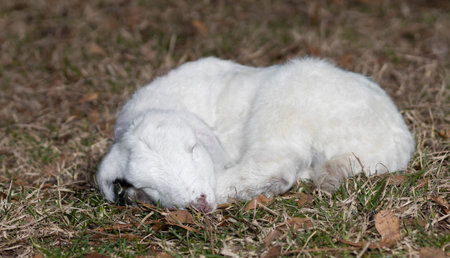 White Katahding sheep lamb only two days old laying on a grassy paddock in very early spring.
