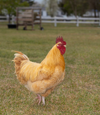 Buff Orpington chicken rooster that free ranges on a farm walking acorss a grassy field looking for bugs to eat.の写真素材