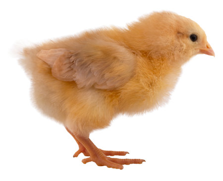 Bright yellow days old buff Orpington chicken chick looking to the right isolated in a studio shot on a white background.の写真素材