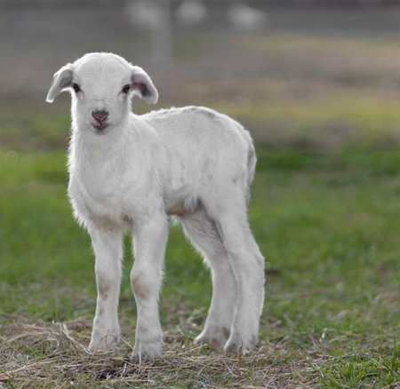 White Katahdin sheep lamb that is a few days old standing on a grassy pasture in North Carolina.の写真素材