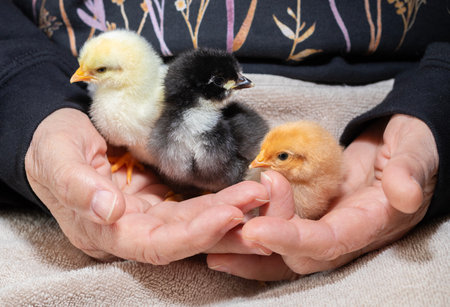 Young chicken chicks that are Austerlorp, buff Orpington and Delaware type cradled in a person's hands.の写真素材
