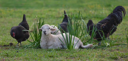 Two white sheep lambs laying in a grassy field while black chicken hens patrol for bugs at an organic farming operation in North Carolina just before sunrise.の写真素材