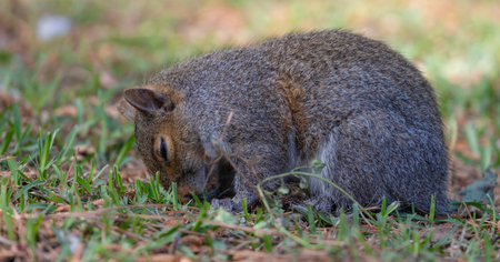 Gray and brow tree squirrel with its had down as if it is parying or bowing its head down to pray.の写真素材