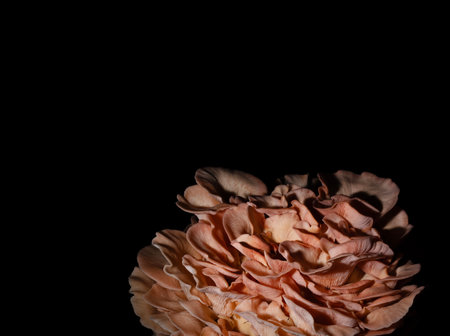 Lots of room for text on the black background above and to the left of a big group of pink oyster mushrooms ready to harvest.の写真素材