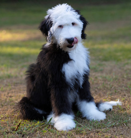 White and black sheepadoodle puppy that must be hungry because he's sitting and waiting for dinner while licking its lips.の写真素材